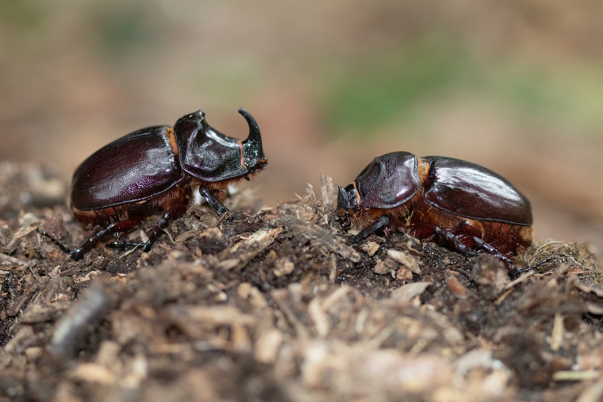 Oryctes Nasicornis Rhinoceros Beetle Oryctes Nasicornis Rhinoceros Beetle